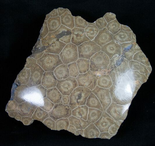 Polished Fossil Coral Head - Morocco #10389